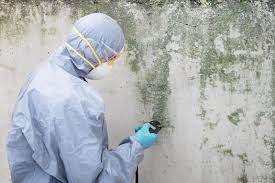 Best Black Mold Removal  in New Brighton, MN